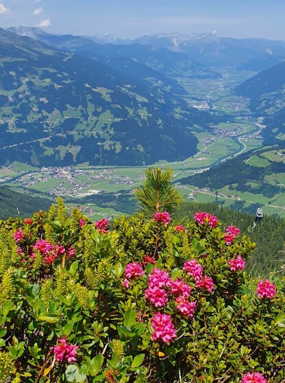 Almrosen Sommer Zillertal Hotel Theresa Almrosen blühen im Sommer im Zillertal nahe dem Hotel Theresa