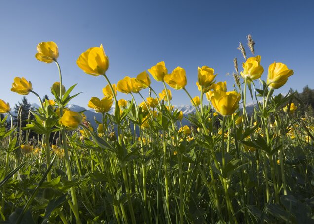 A blooming meadow in spring in front of mountains near Hotel Theresa Zillertal