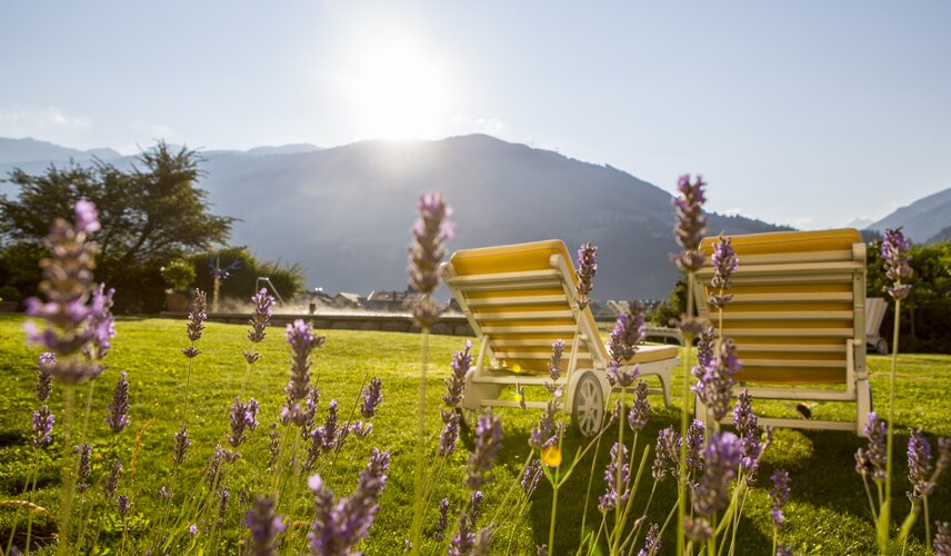Lavendel blüht neben Liegestühlen im Garten des Hotel Theresa im Zillertal