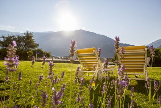 Lavendel blüht neben Liegestühlen im Garten des Hotel Theresa im Zillertal