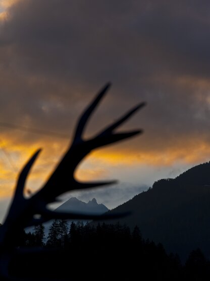 Detailbild Geweih Ausblick Hotel Theresa Zillertal