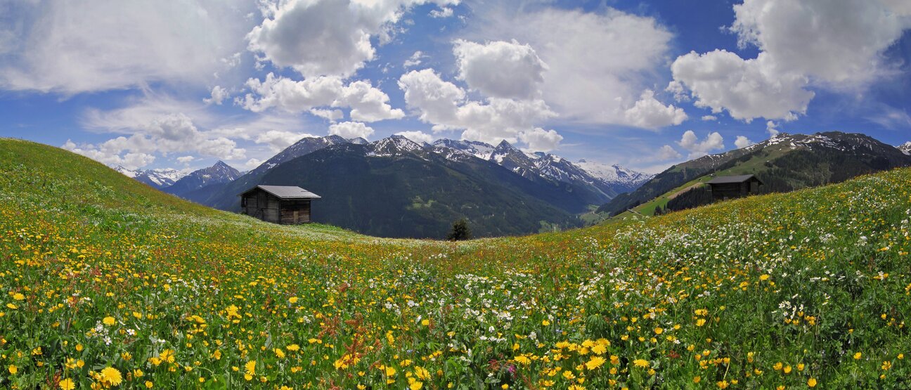 Region Frühling Blumenwiese Hotel Theresa im Zillertal Region Frühling Blumenwiese Hotel Theresa im Zillertal